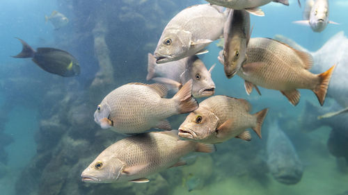 Fishes swimming in sea