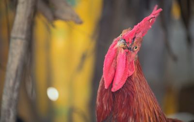 Close-up of rooster