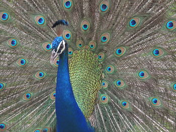 Full frame shot of peacock 