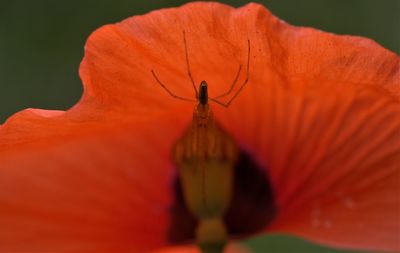 Close-up of insect on orange flower