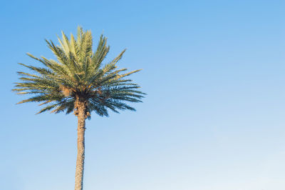 Low angle view of trees against clear blue sky