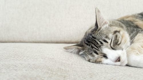 Close-up of a cat sleeping on sofa