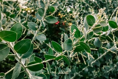 Close-up of fresh green plant