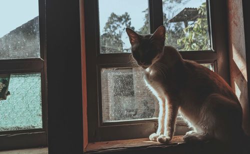 Cat sitting on window sill