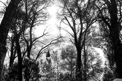 Low angle view of bare trees