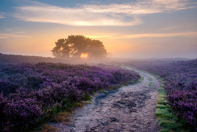 Scenic view of flowering trees on field against sky during sunset