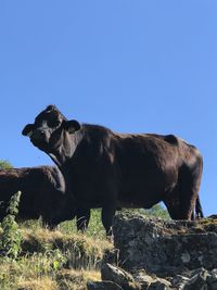 View of a horse on field against the sky