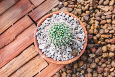 High angle view of succulent plant