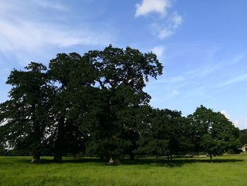 Trees on field against sky