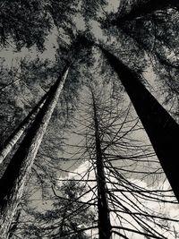 Low angle view of bare trees against sky