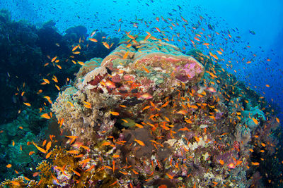 Fish in sea