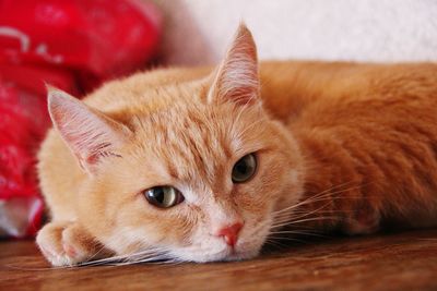 Close-up portrait of cat