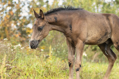 Horse grazing on field