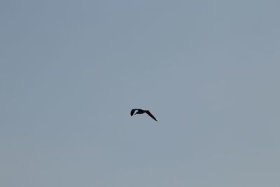 Low angle view of bird flying in sky