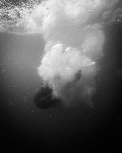 Close-up of jellyfish swimming in sea