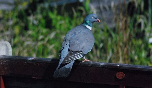 Bird perching on railing