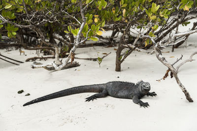 Close-up of lizard on tree