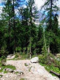 Trees in forest against sky