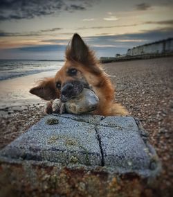 Dog lying on rock at beach against sky during sunset