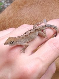 Close-up of hand holding lizard