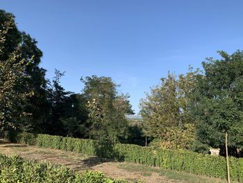 Trees on field against clear sky