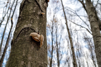 Low angle view of a tree