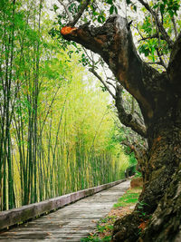 Footpath amidst trees in forest