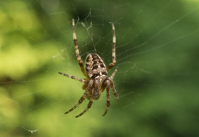 Close-up of spider on web