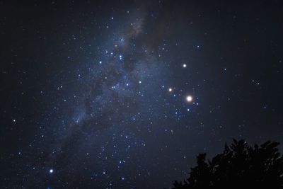 Low angle view of trees against star field at night
