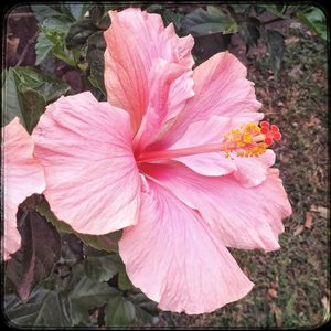 Close-up of pink flower