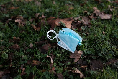 High angle view of blue flower on field