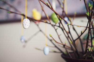 Close-up of hanging outdoors