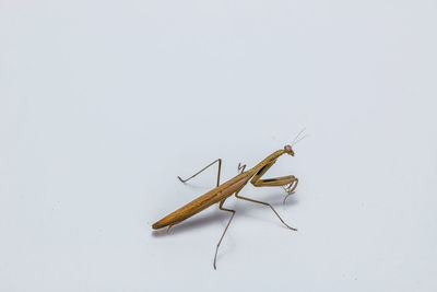 High angle view of insect on white background