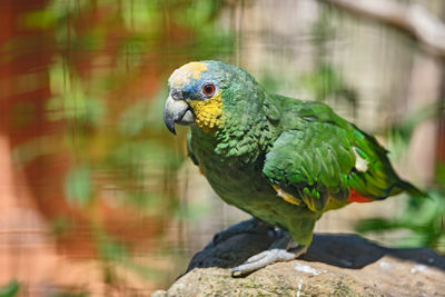 Close-up of parrot perching on branch