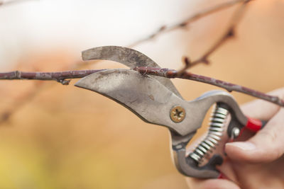 Cropped hand cutting branches with pliers