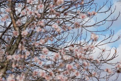 Low angle view of cherry blossoms against sky