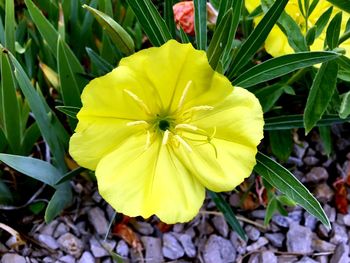 Close-up of yellow flower blooming outdoors