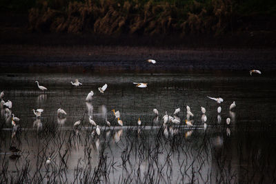 Birds in a lake