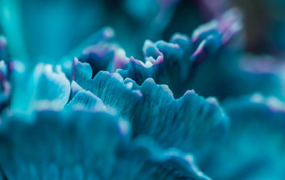 Close-up of coral growing underwater