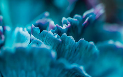 Close-up of coral underwater