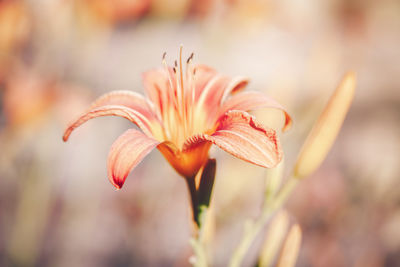 Beautiful colorful fairy dreamy magic yellow red tiger lily flower, blurry background