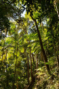 Low angle view of bamboo trees in forest