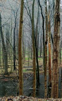 Bare trees in forest