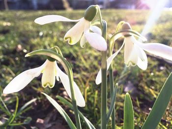 Close-up of crocus blooming outdoors