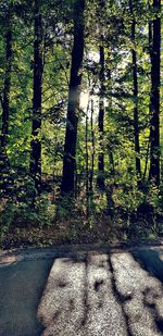 Shadow of trees on land in forest