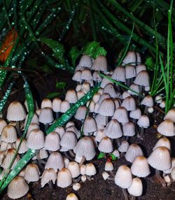 Close-up of mushrooms growing on field