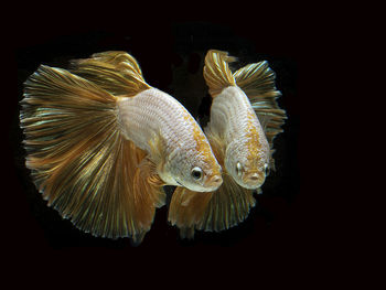 Close-up of fish swimming in sea