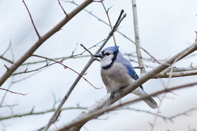 Low angle view of bird perching on branch