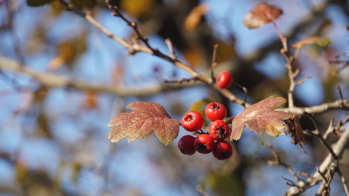 Close-up of red berries on tree