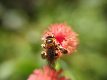 Close-up of bee pollinating on flower